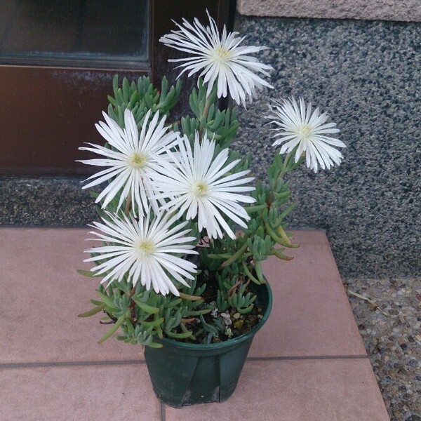 マツバギク 白花 大輪 抜き苗 1本 &カット苗 5本 〜ゆうパケット利用