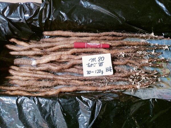 mn80・10本・むかご一本苗・目安80~120gの種芋・自然薯種芋・殺菌剤処理済!