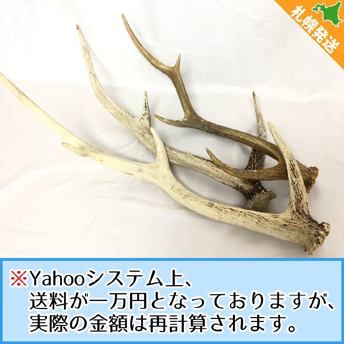 鹿の角 8本 Yahoo!オークション -「シカ 角」(科学、自然) の落札相場・落札価格