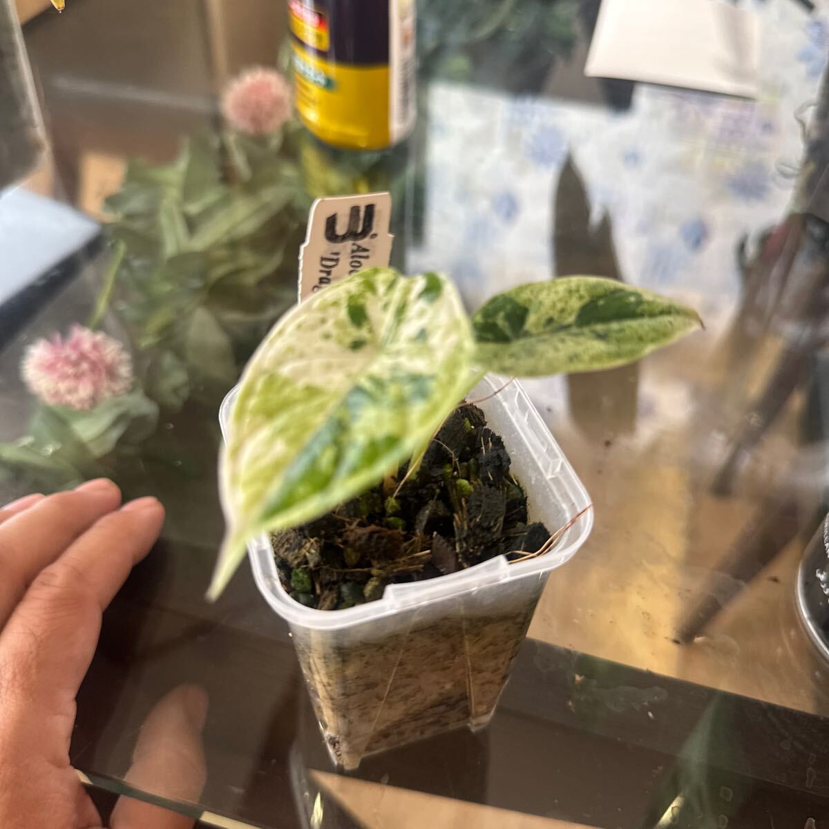 Alocasia Dragon Scale mint