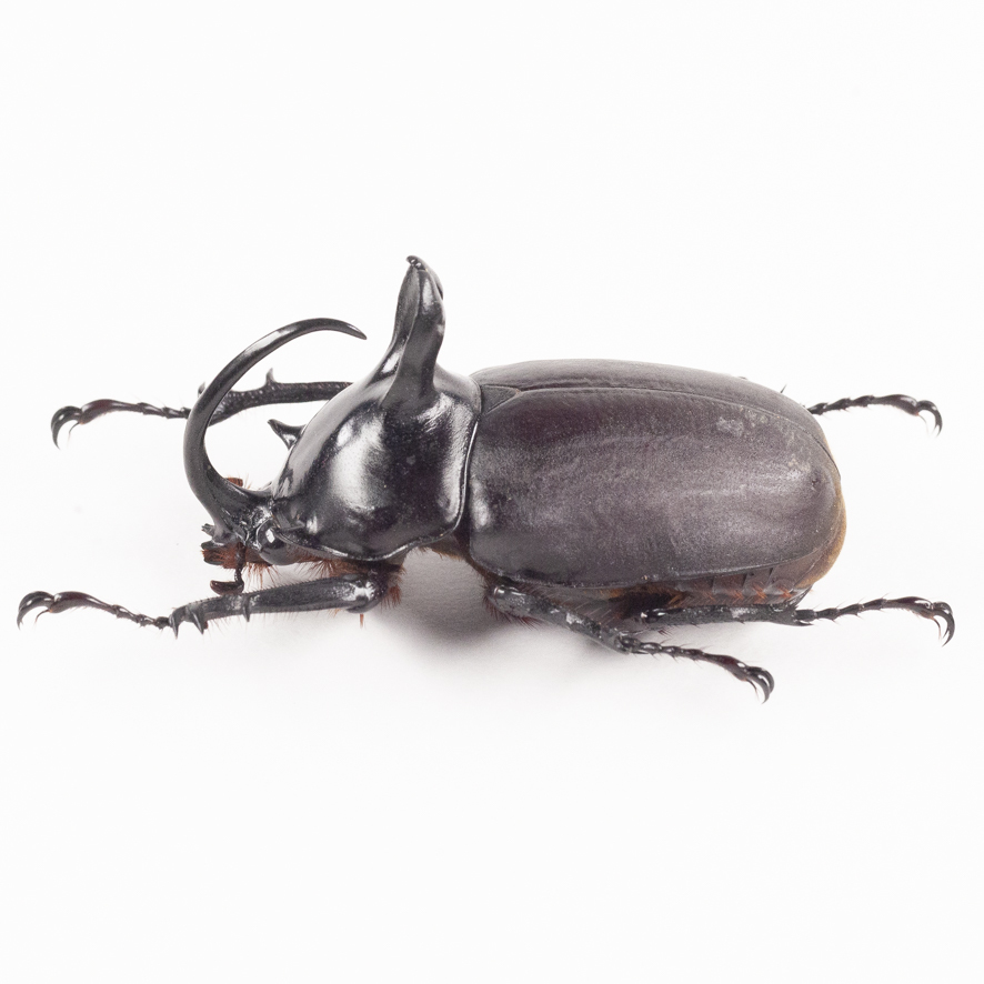 2025年最新】Yahoo!オークション -ツノカブトの中古品・新品・未