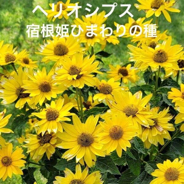 ヘリオシプス 宿根姫ヒマワリの種