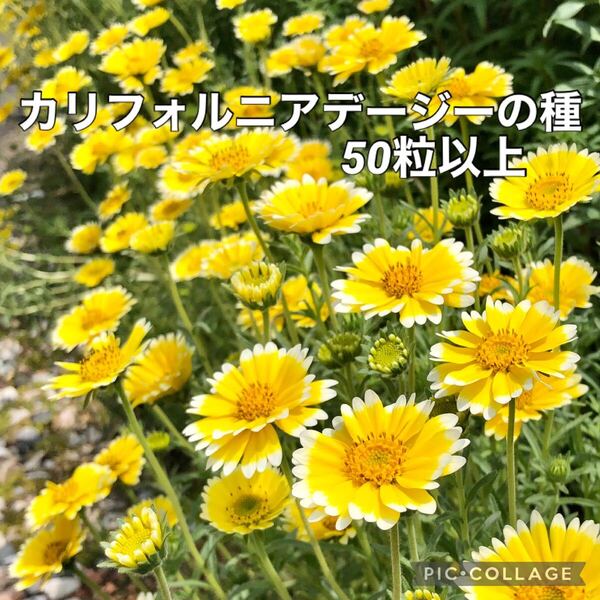 カリフォルニアデージー 花の種