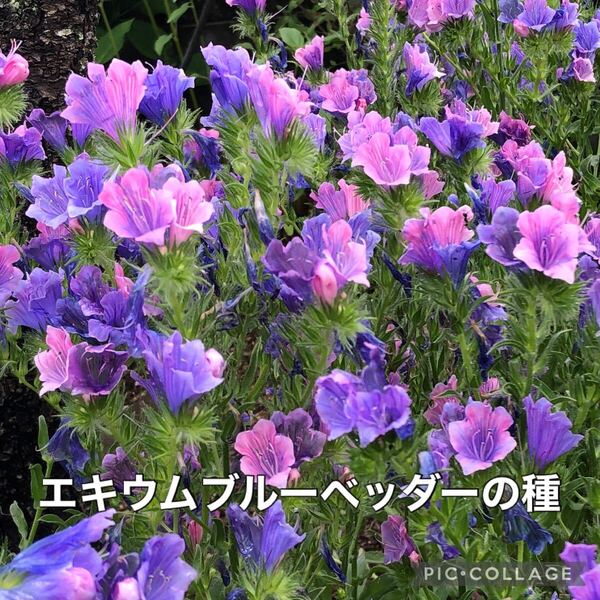 エキウムブルーベッダーの種