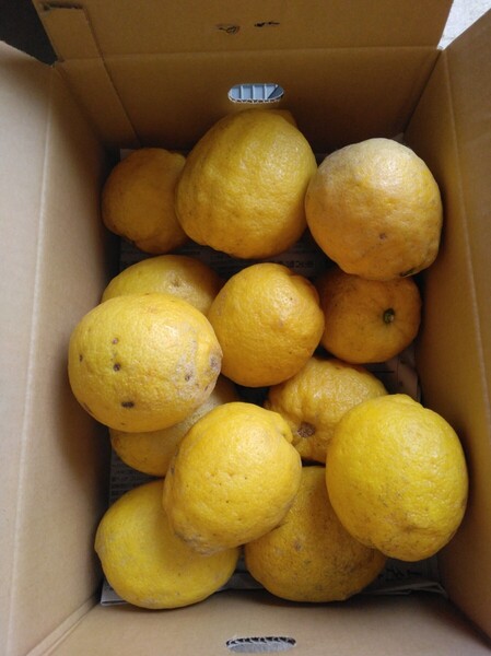愛媛中島産 箱込み5kg もぎたて!②超大玉 無農薬レモン 傷が多い家庭用 全国送料無料 ワックス 収穫前の防腐剤も不使用