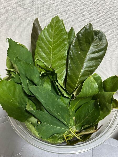 富山県魚津産 びわの葉・桑の葉・柿の葉ミックス 完全無農薬 小動物の餌