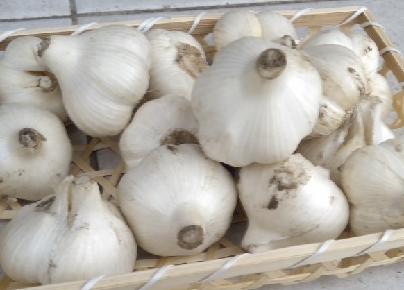 青森県産農薬不使用福地ホワイト やませ生にんにく10キロ送料無料