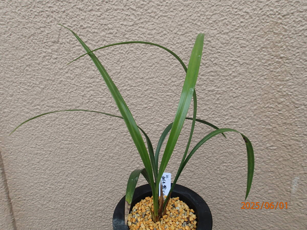 寒蘭 交配苗 室戸錦×大泉 F ＠ 春蘭・富貴蘭・山野草・野生蘭