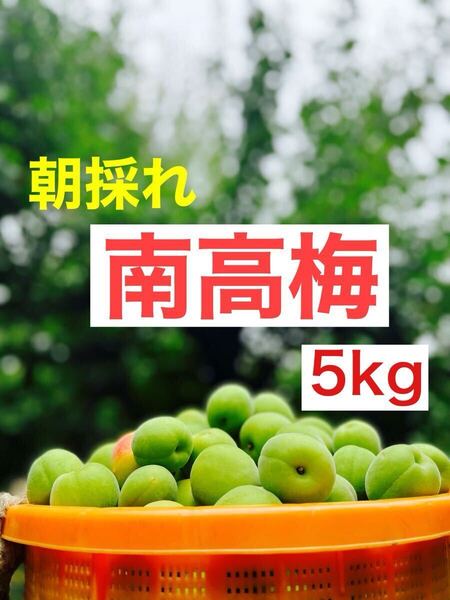 大特価!!紀州南高梅.5kg.訳あり品.農家直送!