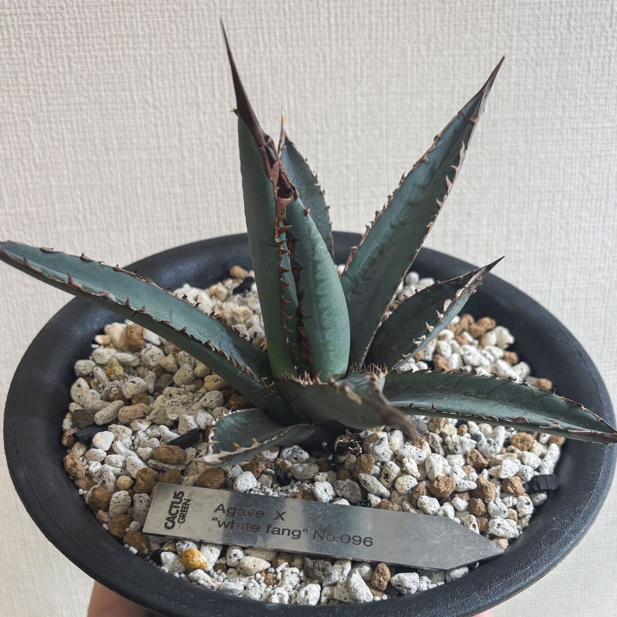 AGAVE X white fang / アガベ cactusgreen hiddenagave jeremy