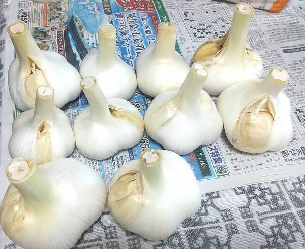 愛知県産 新ジャンボニンニク 2Kg