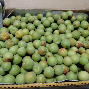信州産小梅 青梅 1,1kg 今が旬 梅酒 カリカリ梅