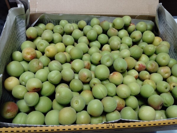信州産小梅 青梅 1,1kg 手摘み 今が旬 カリカリ梅 梅酒