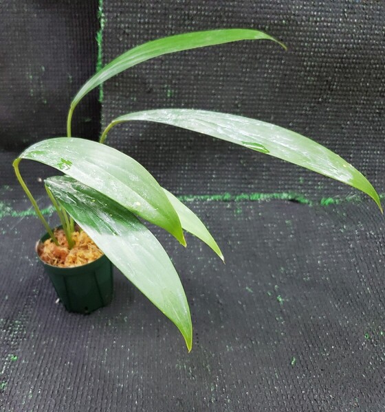 Homalomena sp. SharpMountain ホマロメナ シャープマウンテン 熱帯植物 アロイド ジメジメ系植物