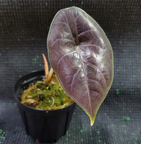 Alocasia azlanii アロカシア アズラニー アロイド クワズイモ 熱帯植物