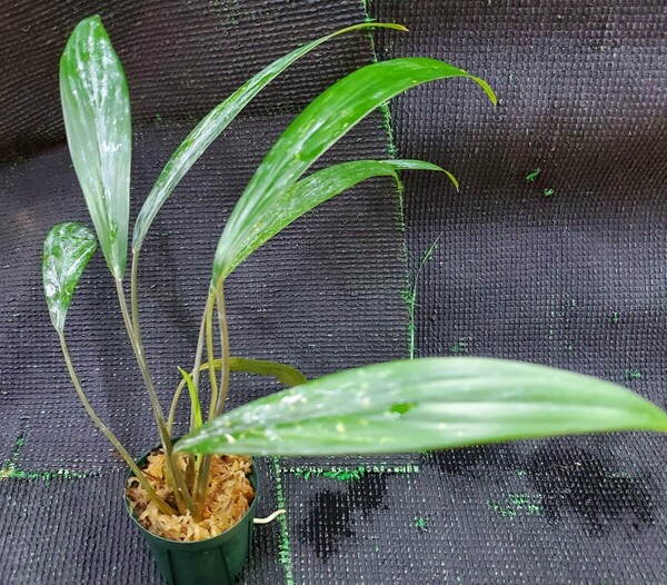 Homalomena sp. SharpMountain ホマロメナ シャープマウンテン 熱帯植物 アロイド ジメジメ系植物