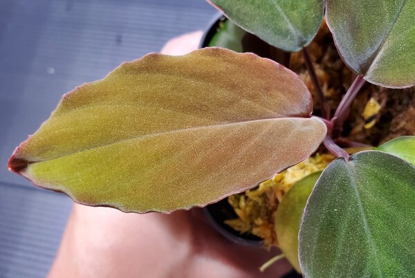 Homalomena sp. リアウ アロイド ホマロメナ ジメジメ系植物 熱帯植物
