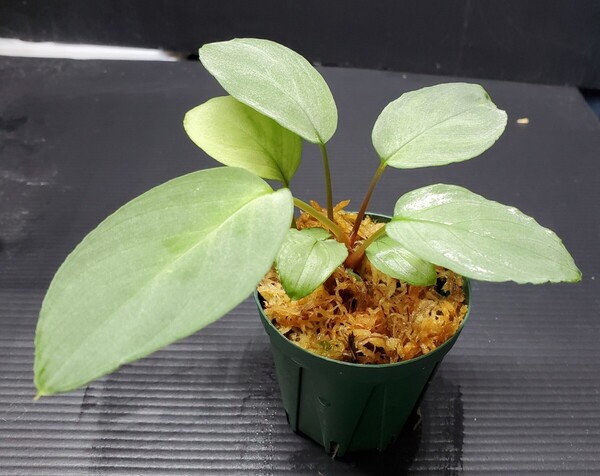 カミハタ便 Homalomena sp. silver ホマロメナ シルバー パルダリウム 熱帯植物 ジメジメ系植物 アロイド