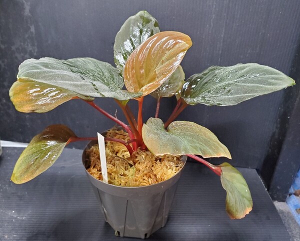Homalomena humilis red ホマロメナフミリスレッド 熱帯植物 アロイド パルダリウム