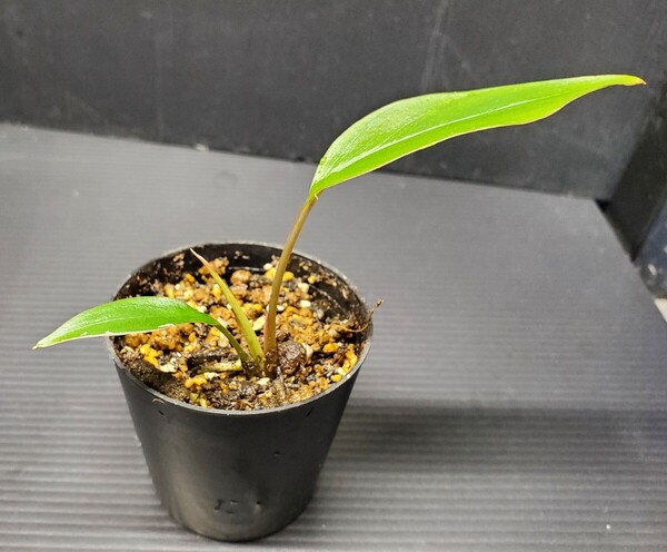カミハタ便 Homalomena limnogena ホマロメナ リムノゲナ パルダリウム ジメジメ系植物 熱帯植物