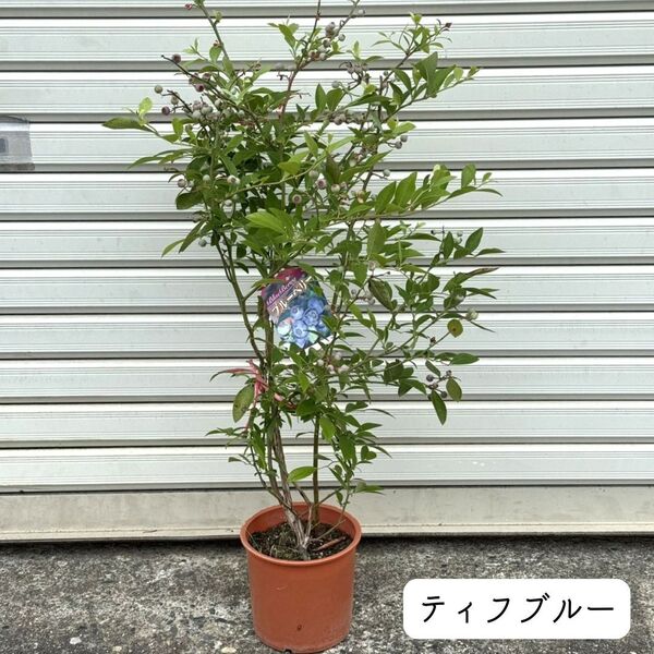 ブルーベリー ティフブルー フルーツ 果樹 果実 苗木 実 上質 家庭菜園 ガーデニング 園芸