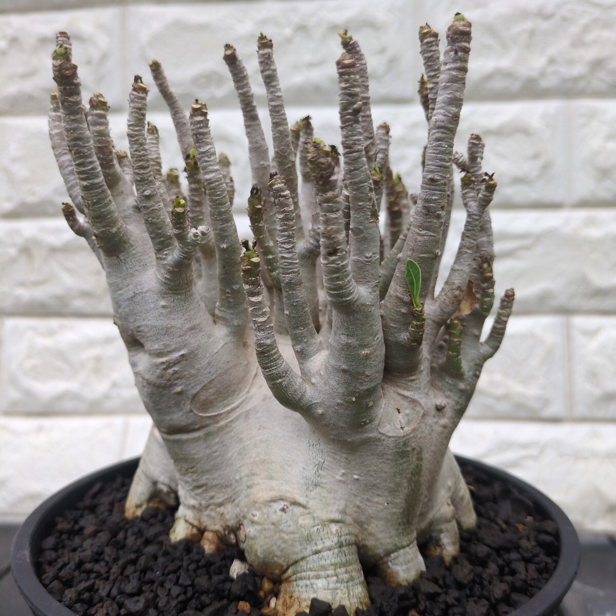 g39 アデニウム dwarf Adenium arabicum ドワーフ タコ足