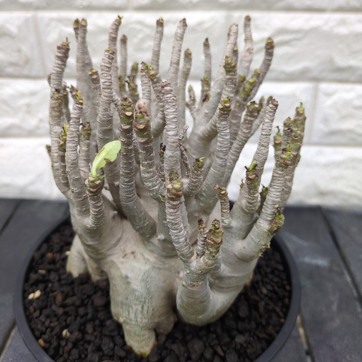 g39 アデニウム dwarf Adenium arabicum ドワーフ タコ足