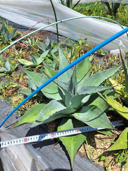 アガベ オバティフォリア agave ドライガーデン