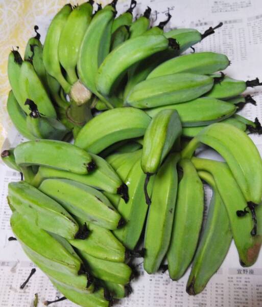 沖縄本島産 アイスクリームバナナ 早採りお野菜用バナナ!!