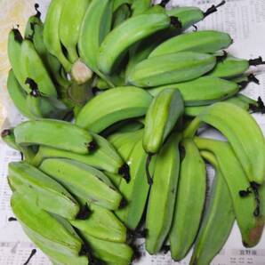 沖縄本島産 アイスクリームバナナ 早採りお野菜用バナナ!!