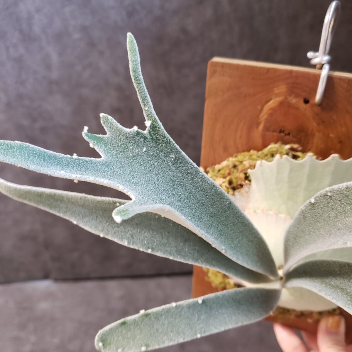 veitchii wild Gede OC ベイチーワイルド ベイチーワイルド (P. veitchii wild vp#1) ビーチーワイルド