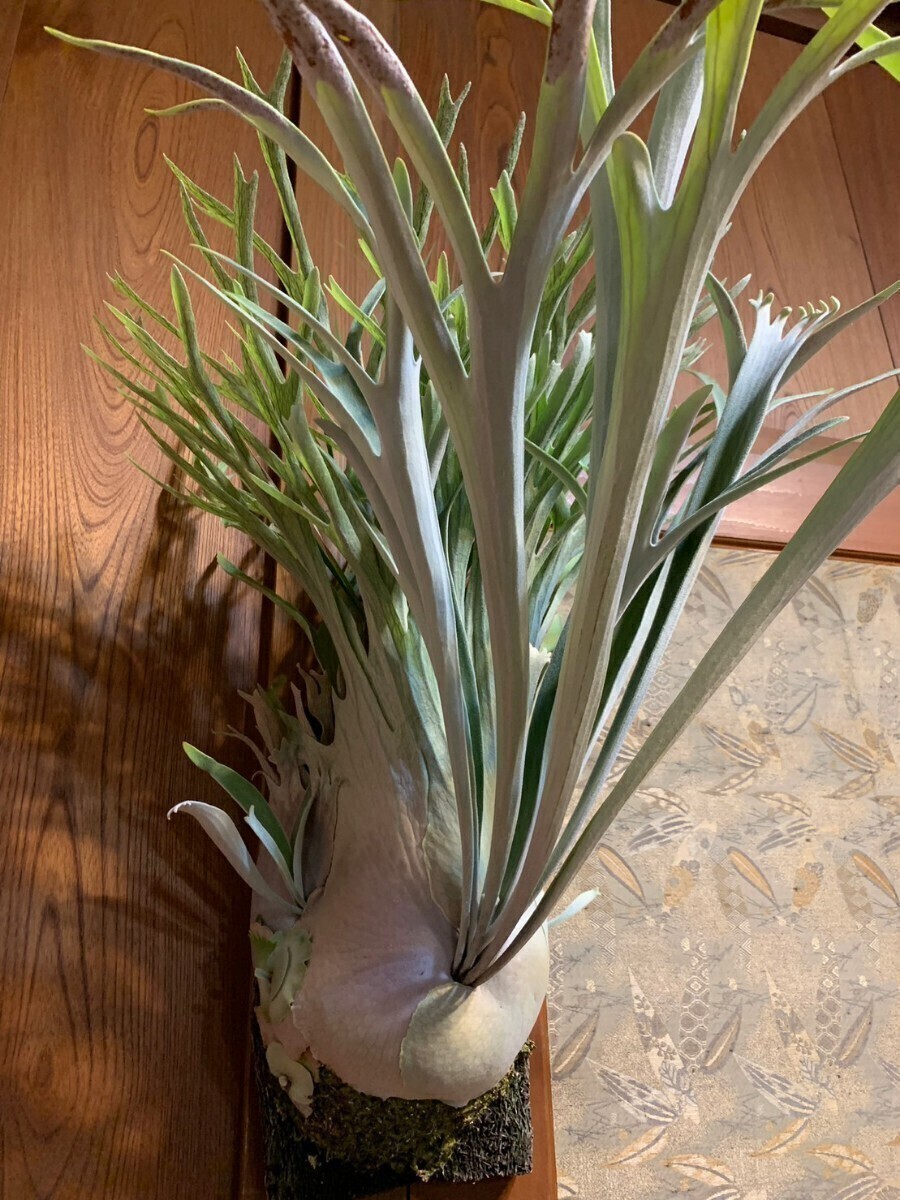 P.veitchii wild Burnett River QLD AUS 中株 P. veitchii wild (vp#14)