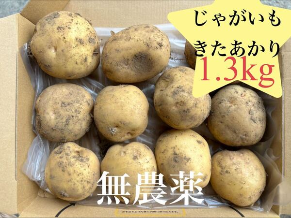 無農薬 千葉県産 じゃがいも キタアカリ 1.3kg