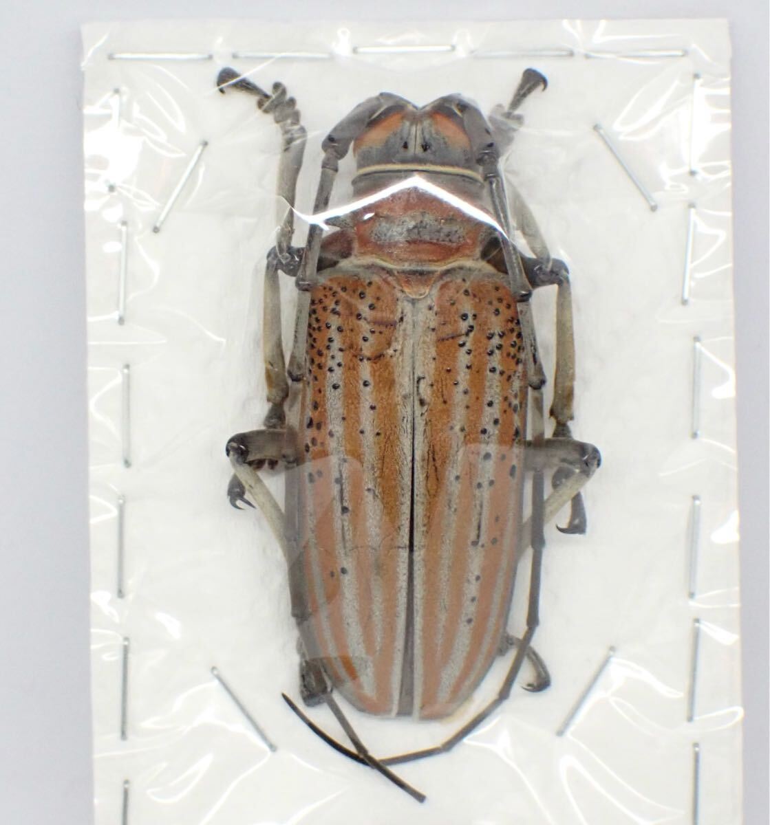 Yahoo!オークション -「カミキリ」(ペット、生き物) の落札相場