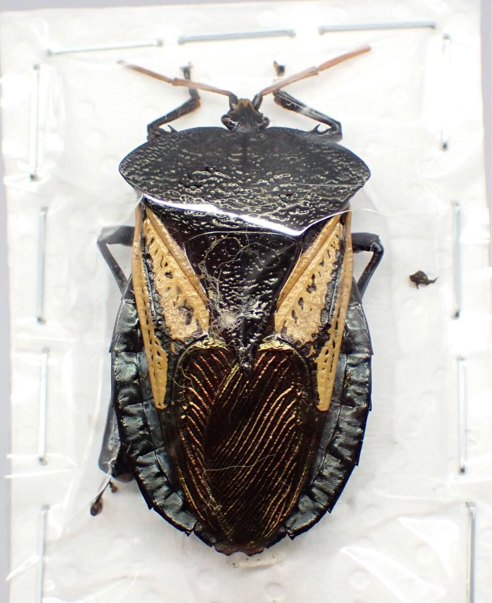 Yahoo!オークション -「カメムシ」(ペット、生き物) の落札相場