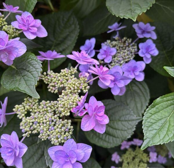 送料無料 植物 花 紫陽花 アジサイ あじさい 挿し穂 カット苗 5本 品種名不明