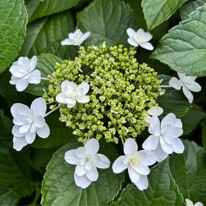 植物 花 紫陽花 アジサイ あじさい 隅田の花火 挿し穂 カット苗 5本
