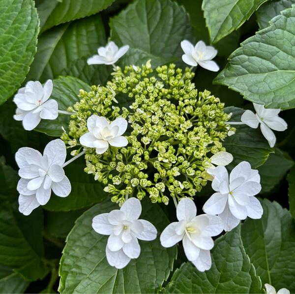 植物 花 紫陽花 アジサイ あじさい 隅田の花火 挿し穂 カット苗 5本