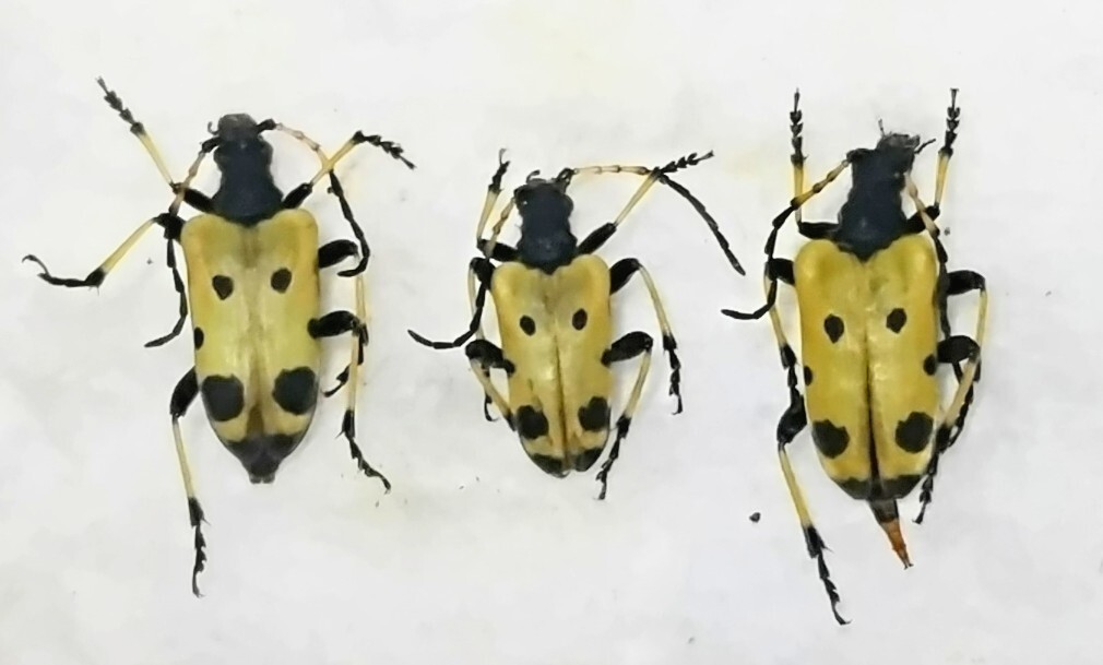 ペルー産トゲムネカミキリ 121mm