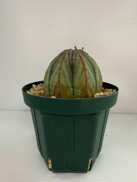 【発根済】ユーフォルビア オベサ 幅10センチ 大株