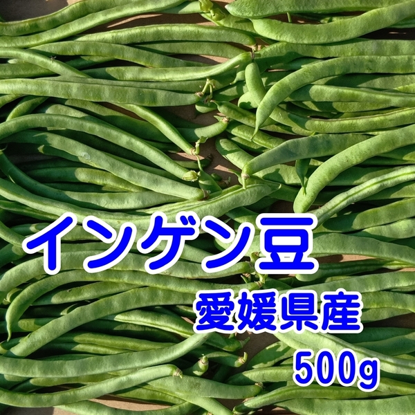インゲン豆 500g 愛媛県産 朝採れ