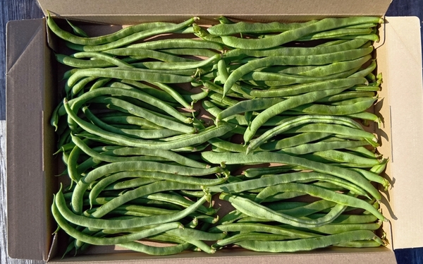 インゲン豆 500g 愛媛県産