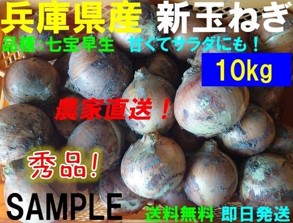 【兵庫県産】新玉ねぎ 10kg 農家直送 早生 サラダ玉葱 朝採り 新鮮 ブランド 名産 七宝 タマネギ たまねぎ 玉葱