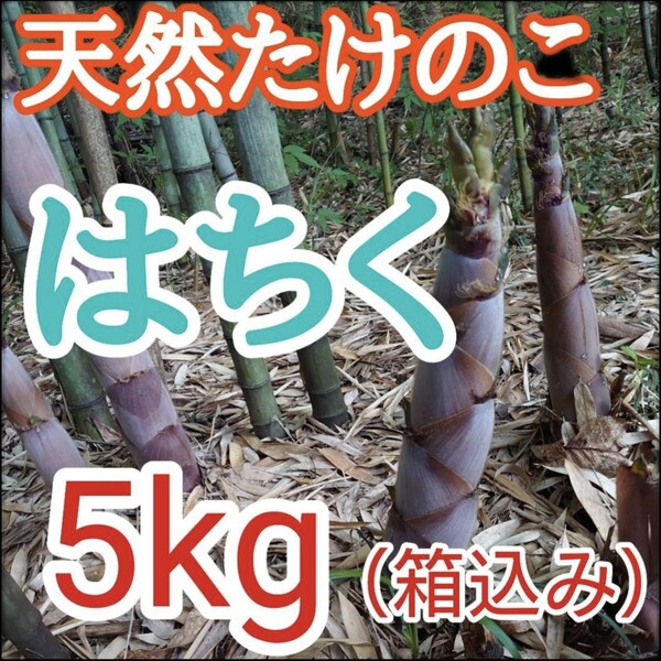 破竹 竹の子 天然 無農薬 新鮮 長野県産