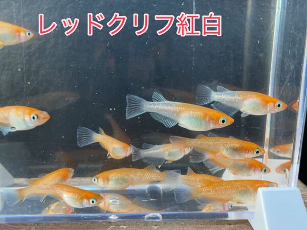 採卵済み!レッドクリフ紅白 さんの卵 有精卵80個+α めだか メダカ