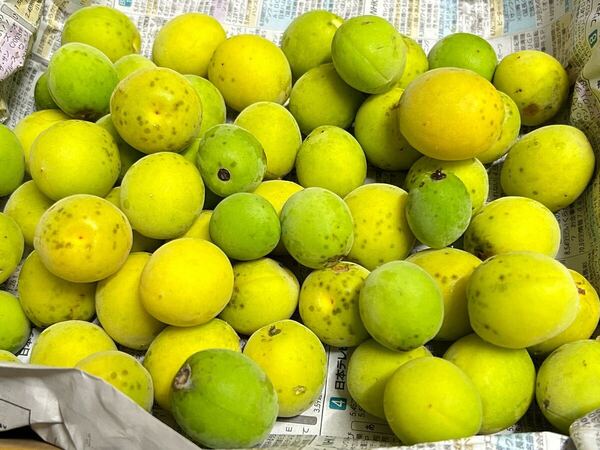 無農薬 梅 約10kg 傷あり 大きめサイズ 梅酒、梅ジュース、梅シロップ用 サイズ混合 自然栽培 消毒不使用
