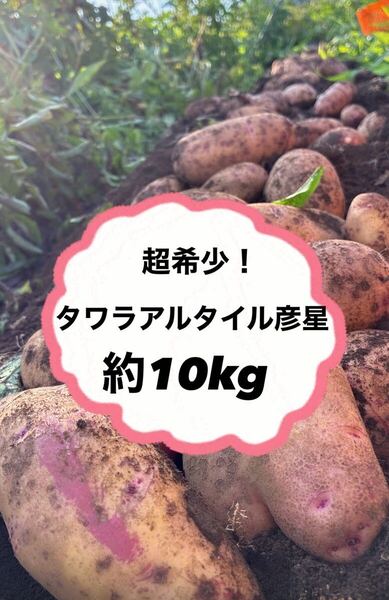 ☆超レア☆ タワラアルタイル彦星 じゃがいも 栽培期間中 無農薬 無肥料 備蓄 美味しい 煮崩れしにくい ゴロゴロ大きめ 傷あり 訳あり