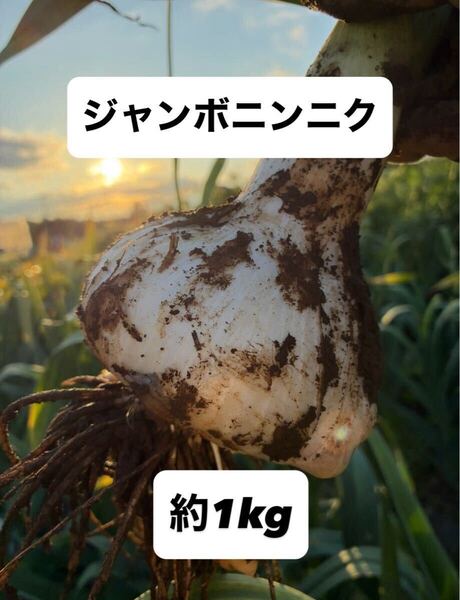 ジャンボニンニク 栽培期間中 無農薬 無肥料 除草剤不使用 バラ 約1kg 自然の贈り物