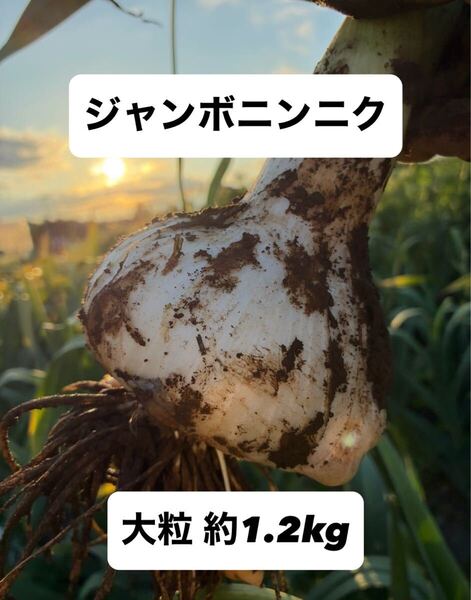 ジャンボニンニク 大粒 栽培期間中 無農薬 無肥料 除草剤不使用 バラ 約1.2kg 自然の贈り物