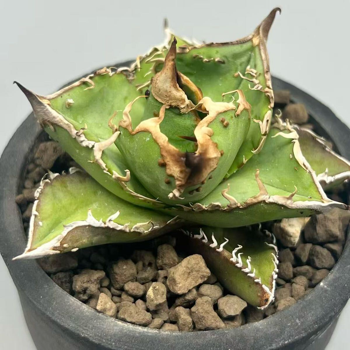 FUJI〉麻花龍 アガベ チタノタ オテロイ （検索）冰雹 皇冠 清櫻